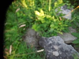Berezovo-tombstone-259