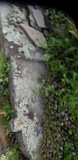 Berezovo-tombstone-287