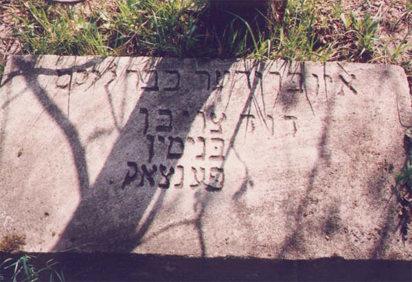 davidtzvi.jpg (60502 bytes)