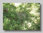 Chabanivka-Cemetery-2005-12