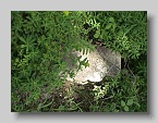 Chabanivka-Cemetery-2005-15