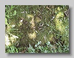 Chabanivka-Cemetery-2005-17