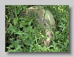 Chabanivka-Cemetery-2005-18