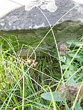 Dubrynychi-tombstone-05
