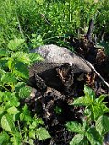 Horinchovo-tstone-129