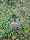 DSCN8353