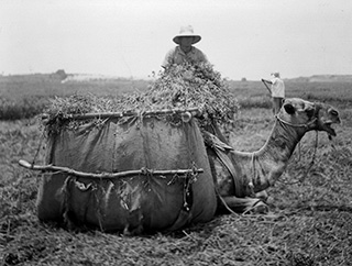 Farmer's Wife Loads Camel with Fodder
