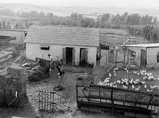 Farm Yard