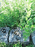 Khust-1-tombstone-renamed-0745