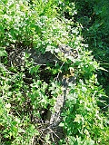Khust-1-tombstone-renamed-0994