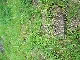 Khust-1-tombstone-renamed-2617