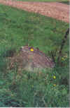 Kanczuga18.jpg (105956 bytes)