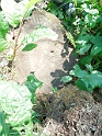 Kolodne-Cemetery-stone-037