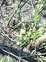 Kolodne-Cemetery-stone-073