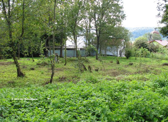 Jewish
Cemetery in Krzywcza with Cerkiew in distance