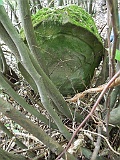 Kuzmyno-tombstone-renamed-62