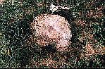 pic 25