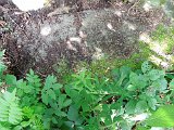 Lopukhiv-tstone-019