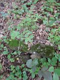 Lypcha-tstone-28