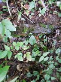Lypcha-tstone-45