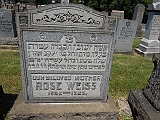 Weiss-Rose