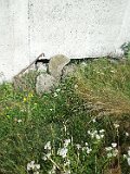 Mizhhirya-cemetery-I-002