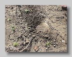 Munkacs-Cemetery-stone-103