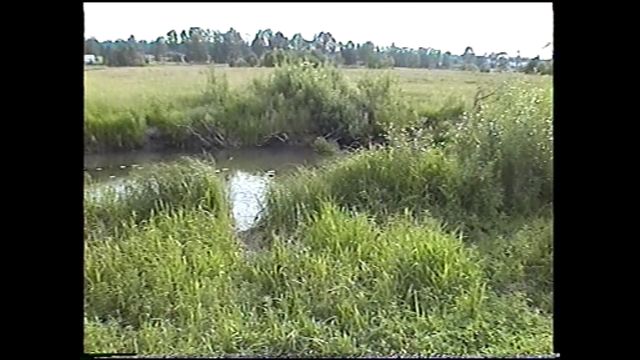 Narewka River