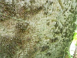 Neresnytsya-tombstone-093