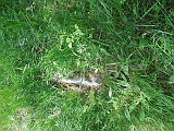 Nyzhnye-Solotvyno-tombstone-04