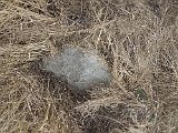 Radvanka-tombstone-06