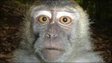 Long-tailed macaque (Image: Andrew Hearn/WildCRu)
