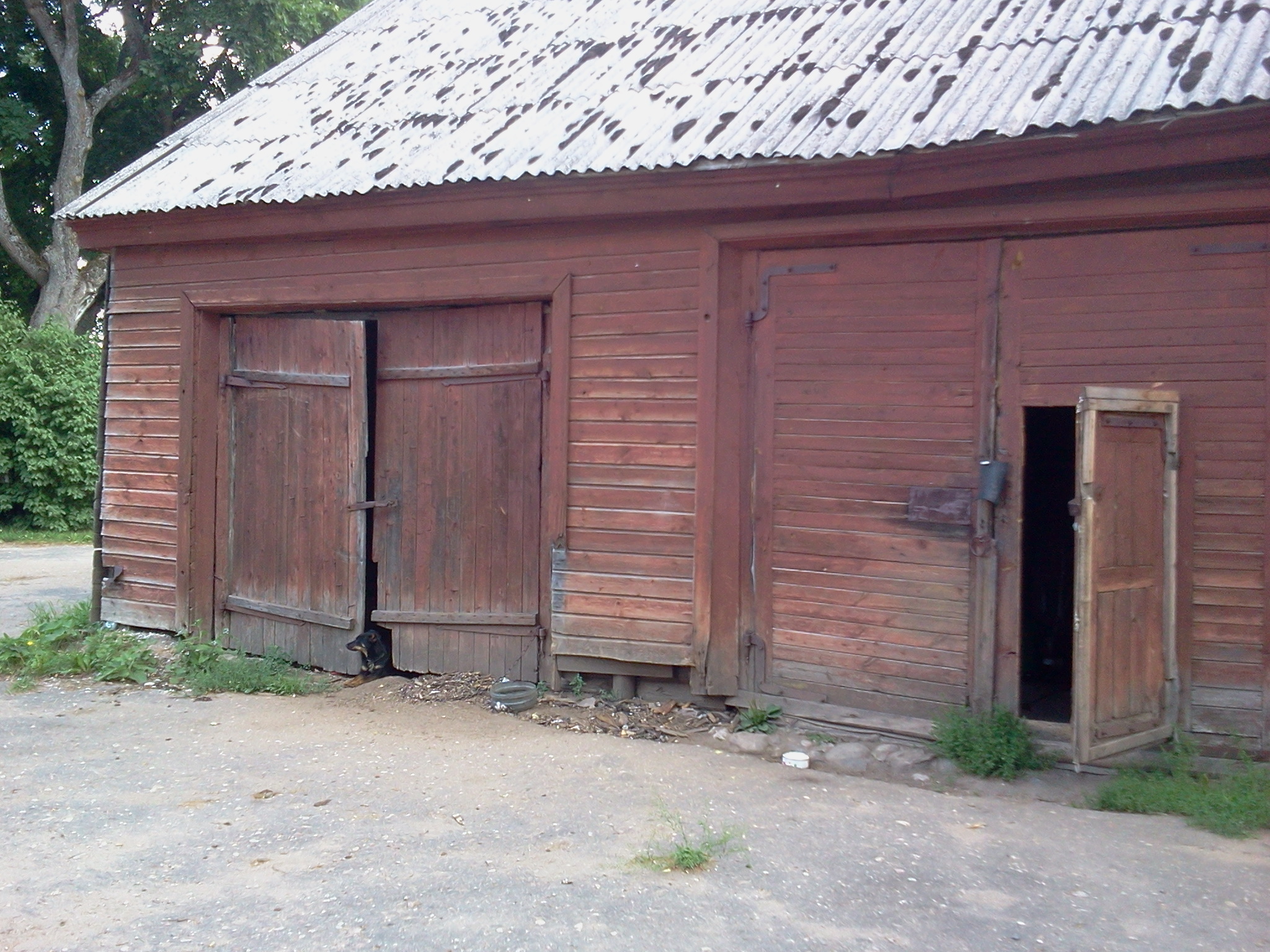 barn dog