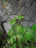 Serednye-Vodyane-tstone-214
