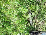 Sokyrnytsia-tombstone-300