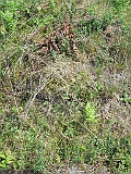 Stavne-tombstone-14