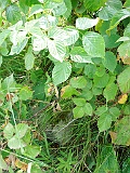 Synevyr-tombstone-060