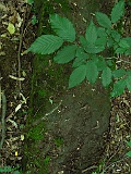 Ternove-tombstone-renamed-236