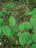 Ternove-tombstone-renamed-304