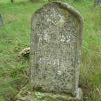 Tzvi