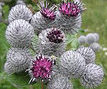 burdock