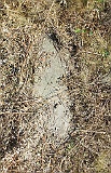 Tyachiv-tombstone-161