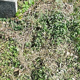 Tyachiv-tombstone-176