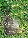 Tykhyy-tombstone-27