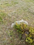 Uzhhorod-Section-1-tstone-0223