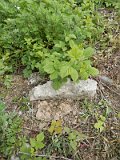 Uzhhorod-Section-1-tstone-0393