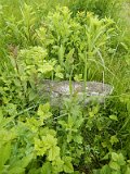 Uzhhorod-Section-1-tstone-0399