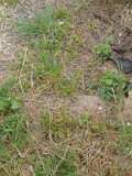 Uzhhorod-Section-1-tstone-0560