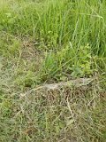 Uzhhorod-Section-1-tstone-0682