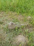 Uzhhorod-Section-1-tstone-0686